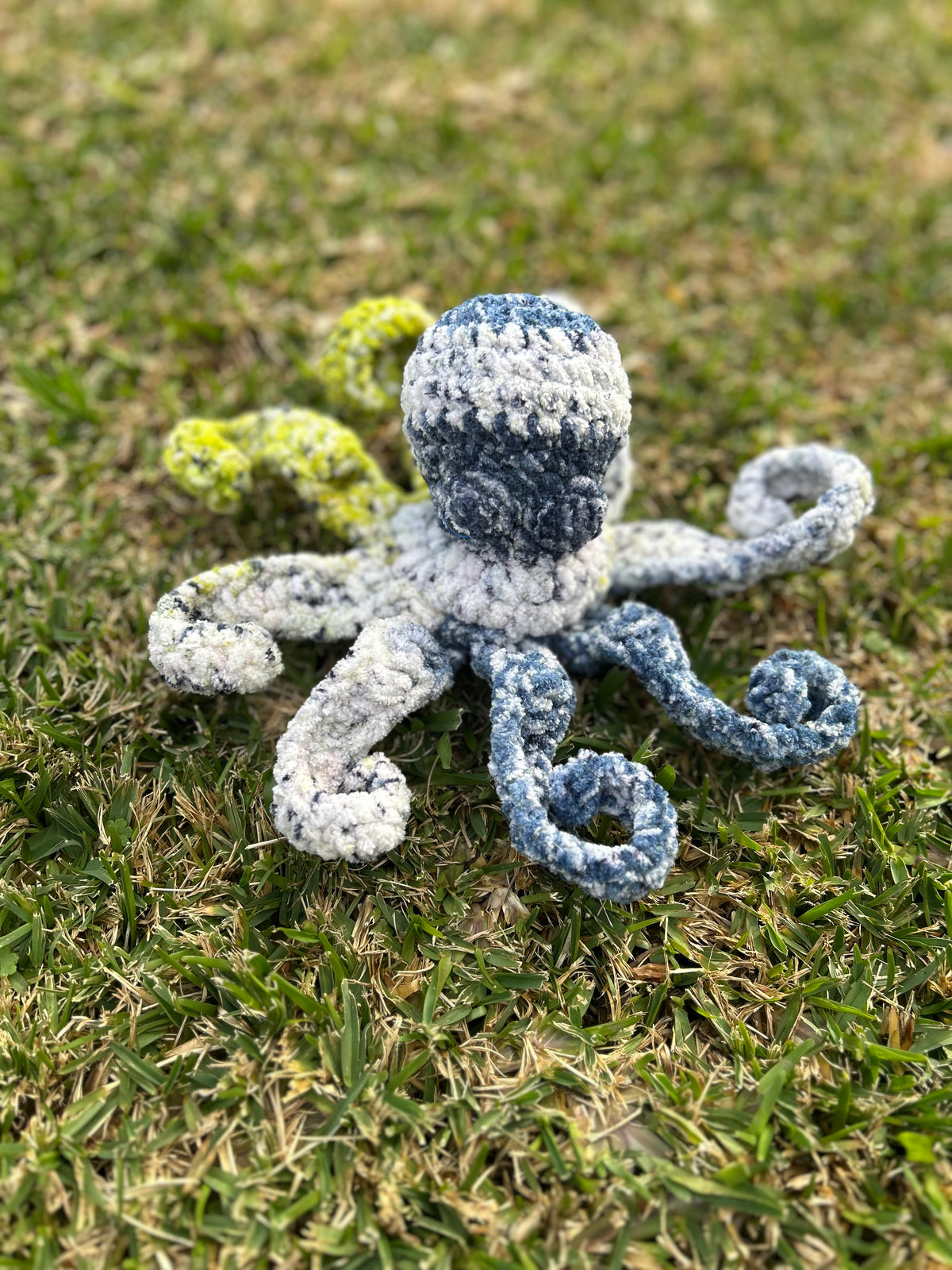 Octopus