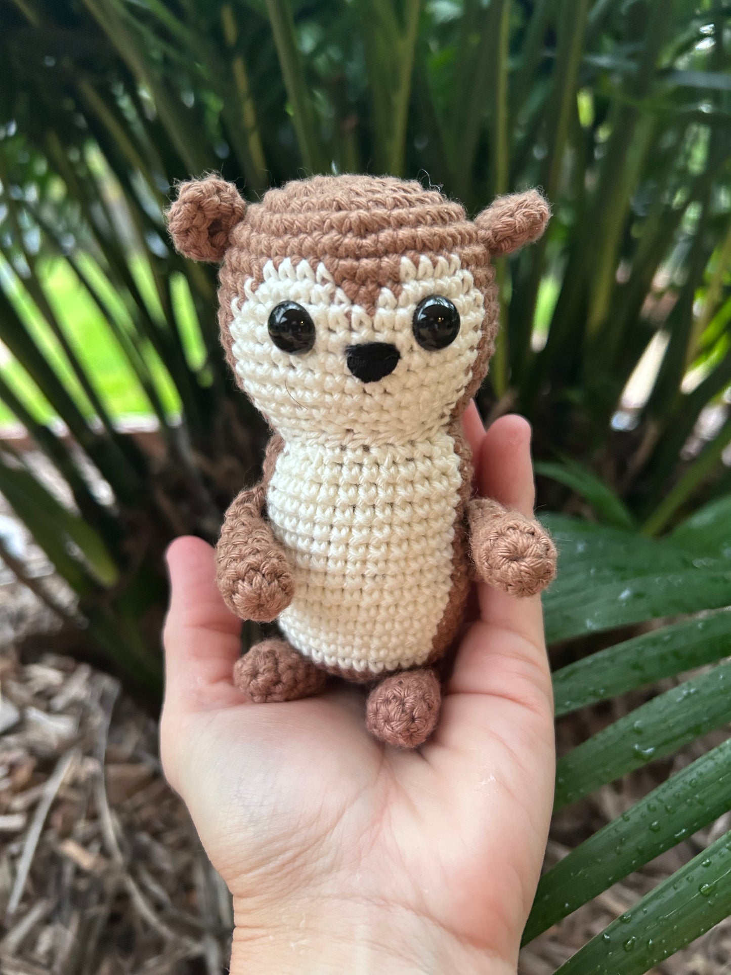 Meerkat