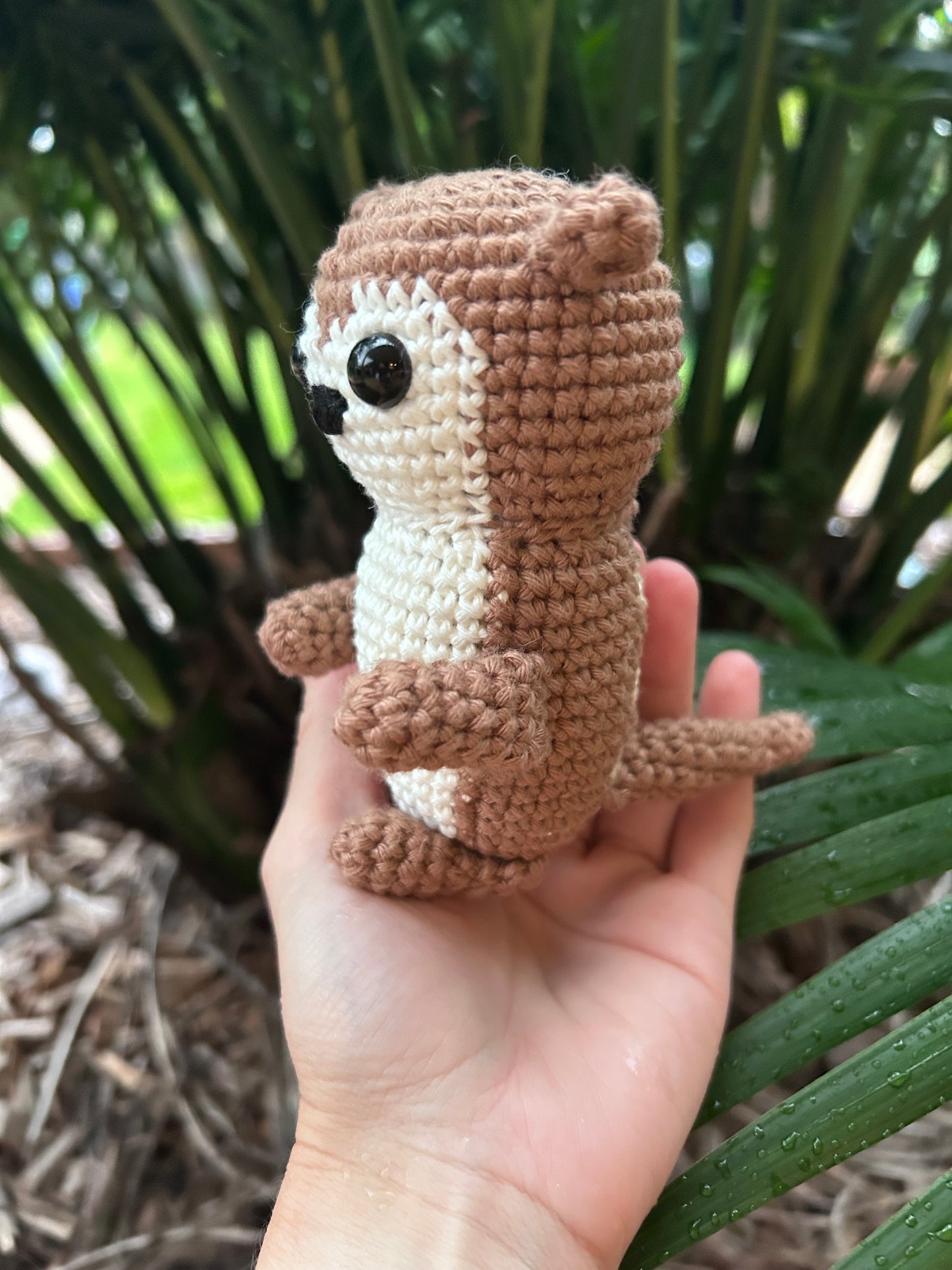 Meerkat