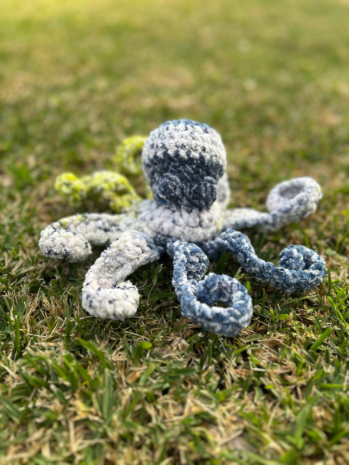 Octopus